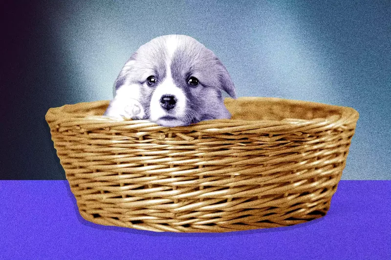 New puppy in a basket