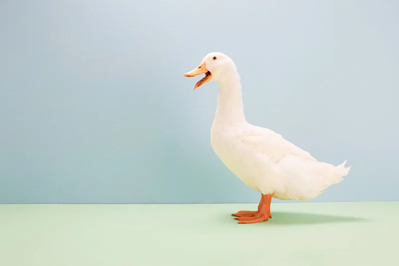 A picture of a duck