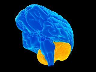 Cerebellum (Latin: &quot;little brain&quot;) in orange. Cerebellar means &quot;relating to the cerebellum.&quot;