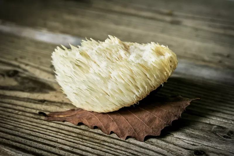 Lion's mane mushroom