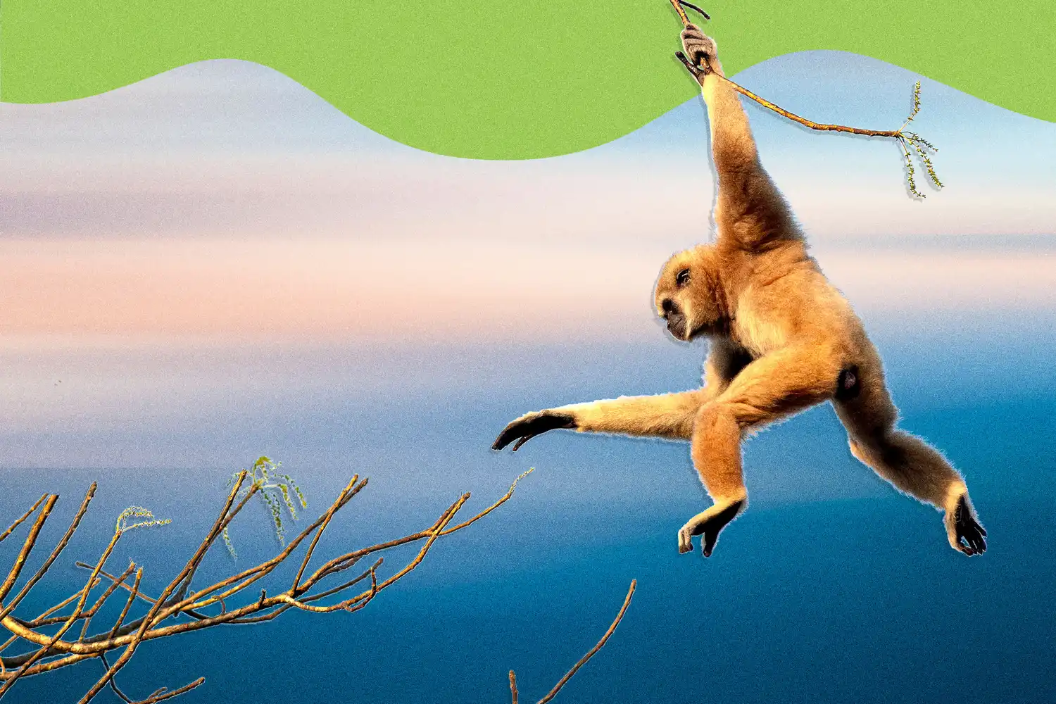 A gibbon swinging on a branch with a scenic background