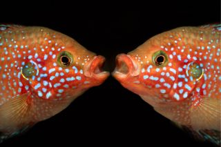 A person's hand holding a smartphone, with social media icons floating around, representing online interaction.