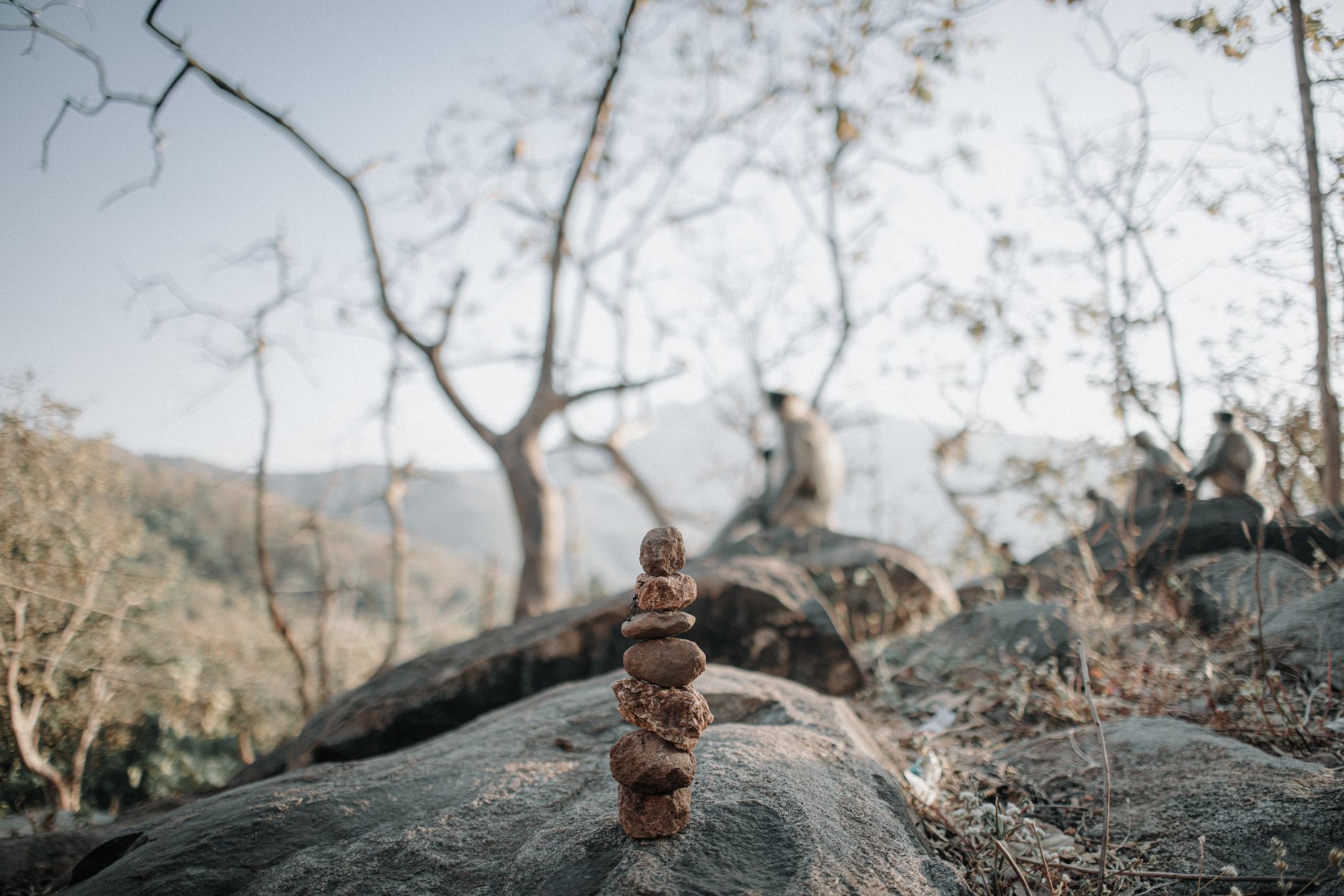 Serene view of stacked rocks with monkeys in a tranquil forest setting.